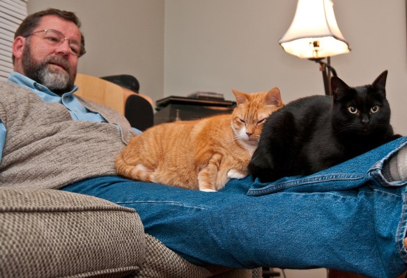 A CLUSTER of housecats.